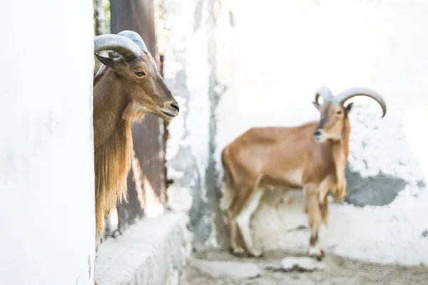 Divoké kozy v Tozeur Zoo — Stock fotografie