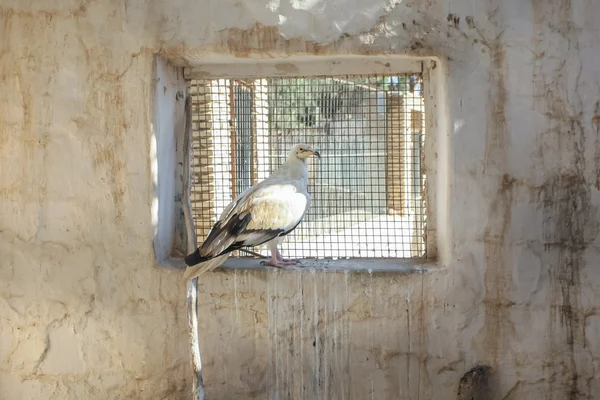 Drapieżny ptak przechowywane w Tozeur Zoo — Zdjęcie stockowe