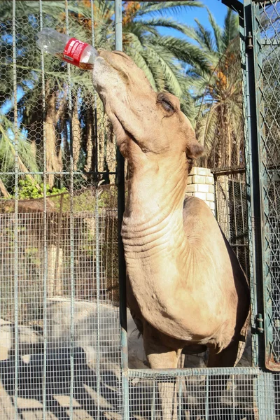 Kamel trinkt Cola im Tozeur Zoo — Stockfoto