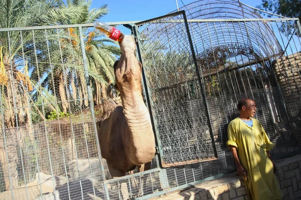 骆驼在动物园笼子里喝可乐 — 图库照片