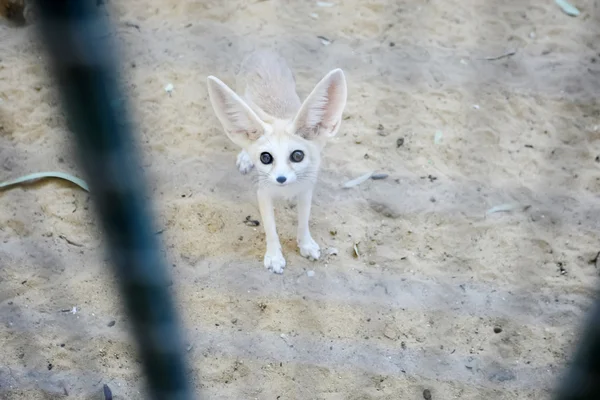 Pouštní liška v Zoo — Stock fotografie