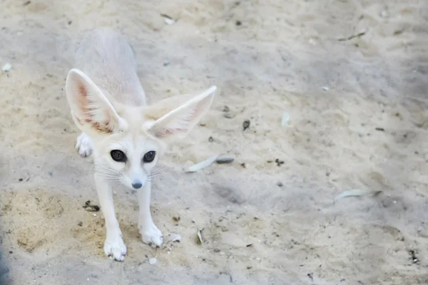 Fennec fox in Tozeur Zoo — Stock Photo, Image