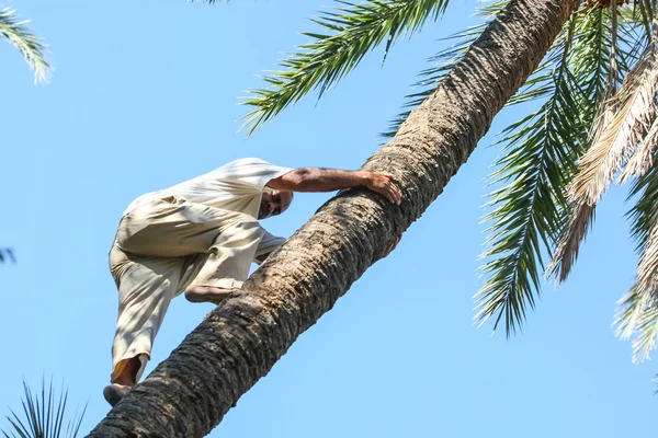 Man climbing on date palm tree — Stock Photo, Image