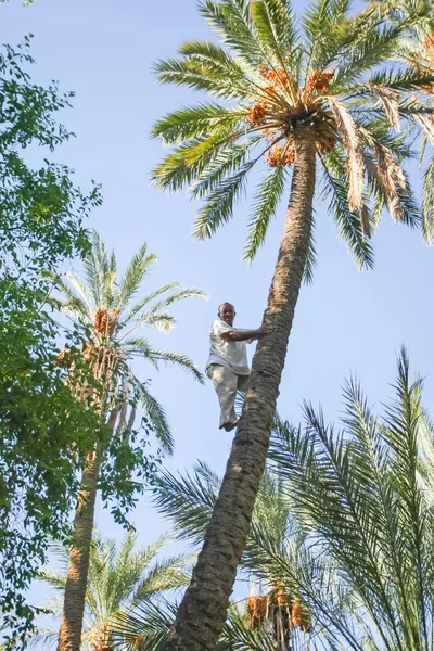 Man climbing on palm tree at oasis — Stock Photo, Image