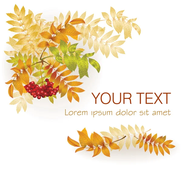 Fond d'automne avec des feuilles jaunes et un bouquet de rowan . — Image vectorielle