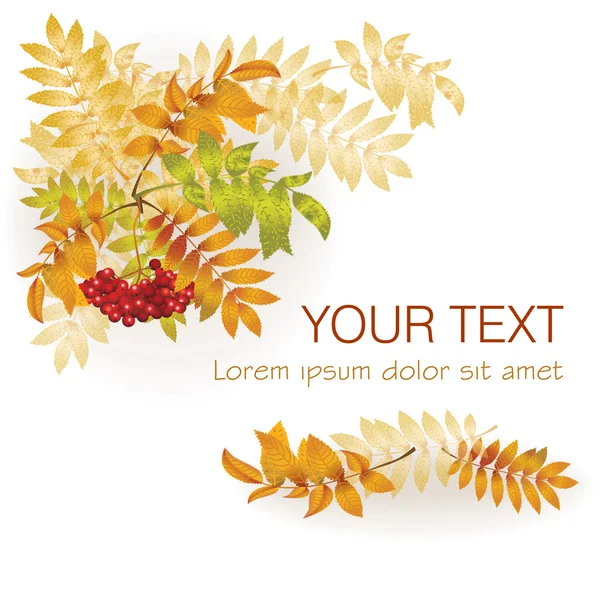 Autumn background with yellow leaves and a bunch of rowan. Vector Graphics