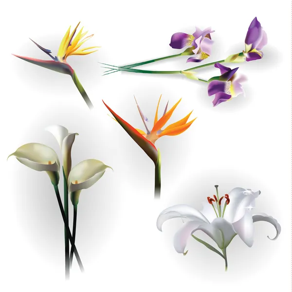 Conjunto de flores de primavera con fines de diseño — Archivo Imágenes Vectoriales