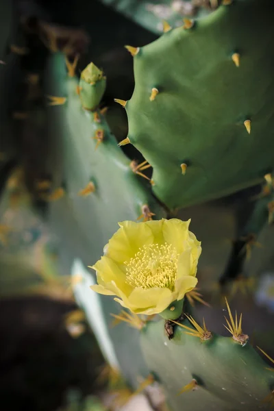 Sarı kaktüs çiçek — Stok fotoğraf