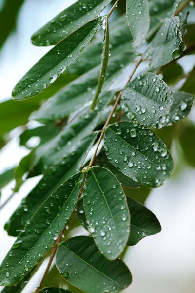 Zöld levelek esőcseppekkel — Stock Fotó
