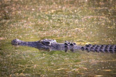 tuzlu su timsahı, sarı sular, kakadu Ulusal Parkı, Kuzey