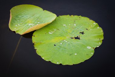 karanlık backgroung tarihinde nilüfer yaprağı