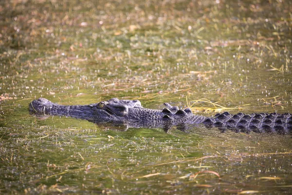 Saltwater crocodile, Yellow waters , Kakadu National Park, North — Stock Photo, Image