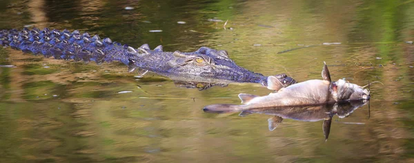 Bordás krokodil, sárga vizek, Kakadu Nemzeti Park, Észak — Stock Fotó