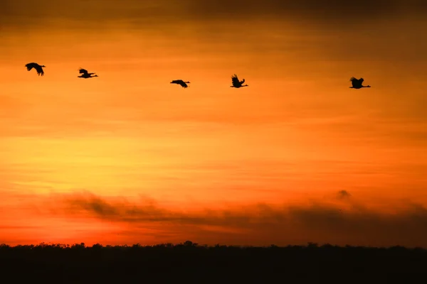 Nascer do sol em águas amarelas na zona húmida do Parque Nacional Kakadu , Imagens De Bancos De Imagens