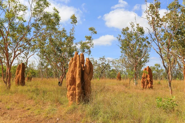 Termite tumuli nel Nitmiluk National Park — Foto Stock