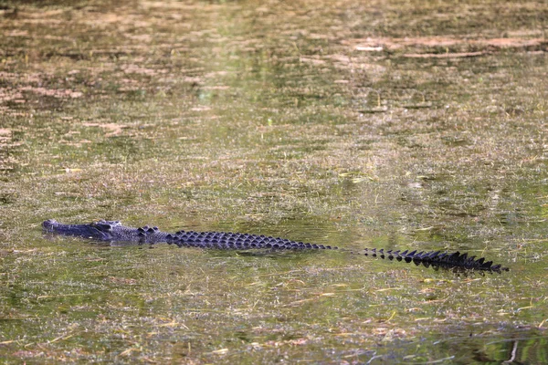 Saltwater crocodile, Yellow waters , Kakadu National Park, North — Stock Photo, Image