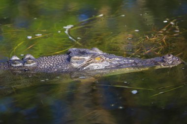 tuzlu su timsahı, sarı sular, kakadu Ulusal Parkı, Kuzey