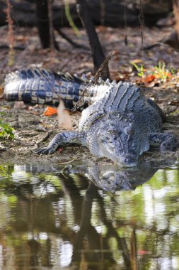 tuzlu su timsahı, sarı sular, kakadu Ulusal Parkı, Kuzey