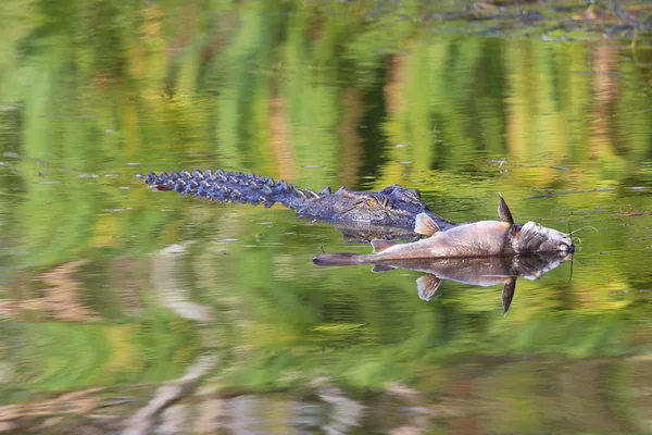 Krokodyl różańcowy, żółte wody, park narodowy kakadu, północ — Zdjęcie stockowe