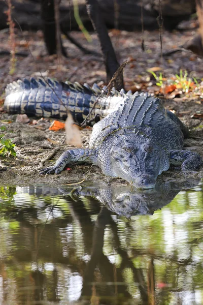 Saltwater crocodile, Yellow waters , Kakadu National Park, North — Stock Photo, Image