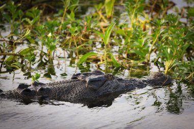 tuzlu su timsahı, sarı sular, kakadu Ulusal Parkı, Kuzey