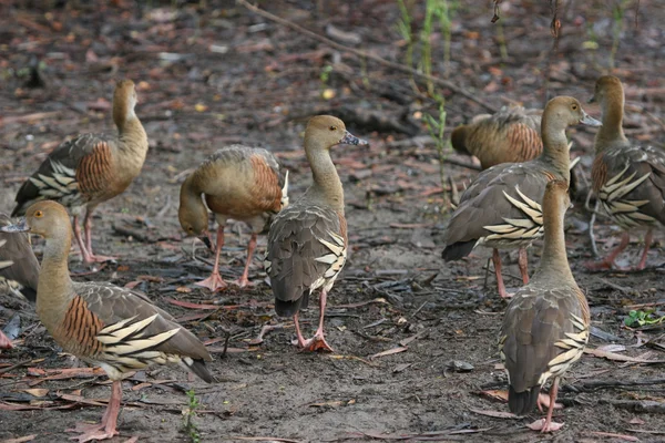 BirdLife in de billabongs, gepluimde fluitend eenden in gele wat — Stockfoto