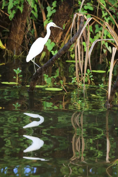大白白鹭在卡卡杜国家公园 — 图库照片