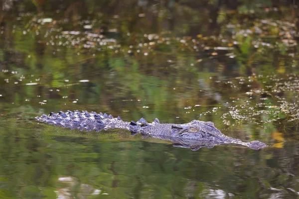 Saltwater crocodile, Yellow waters , Kakadu National Park, North — Stock Photo, Image