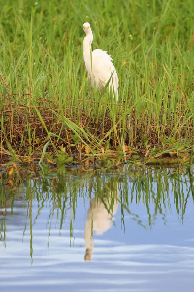 Grande Egret Branco no Parque Nacional Kakadu — Fotografia de Stock