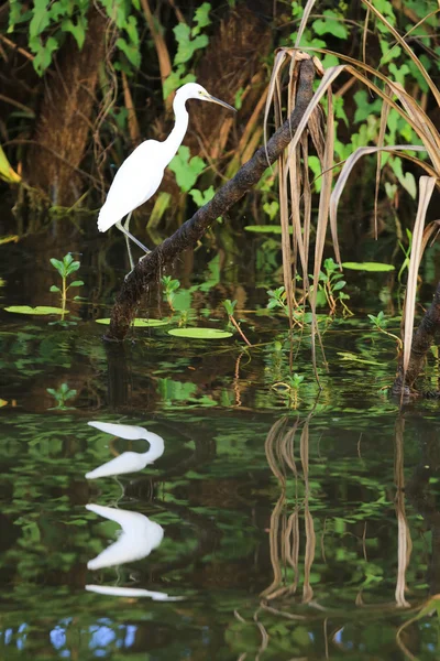 Grande Egret Branco no Parque Nacional Kakadu Imagens Royalty-Free