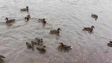 Bir ördek sürüsü nehir kıyısında yüzer ve beslenir.