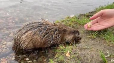 Nehir kıyısının yanındaki suda misk faresi 