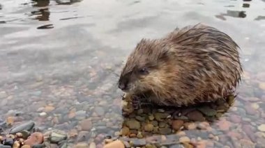 Nehir kıyısının yanındaki suda misk faresi 
