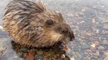 Nehir kıyısının yanındaki suda misk faresi 