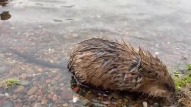 Nehir kıyısının yanındaki suda misk faresi 