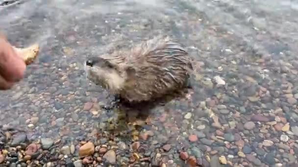 Muskrat Wodzie Pobliżu Brzegu Rzeki — Wideo stockowe