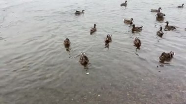 Bir ördek sürüsü nehir kıyısında yüzer ve beslenir.