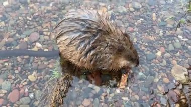 Nehir kıyısının yanındaki suda misk faresi 