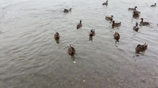Ένα Κοπάδι Πάπιες Κολυμπά Κοντά Στην Όχθη Του Ποταμού Και — Αρχείο Βίντεο