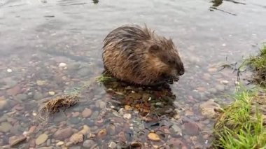 Nehir kıyısının yanındaki suda misk faresi 