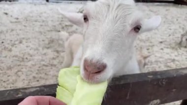 İki beyaz keçi, bir adamın elinden lahana yaprağı yiyor.