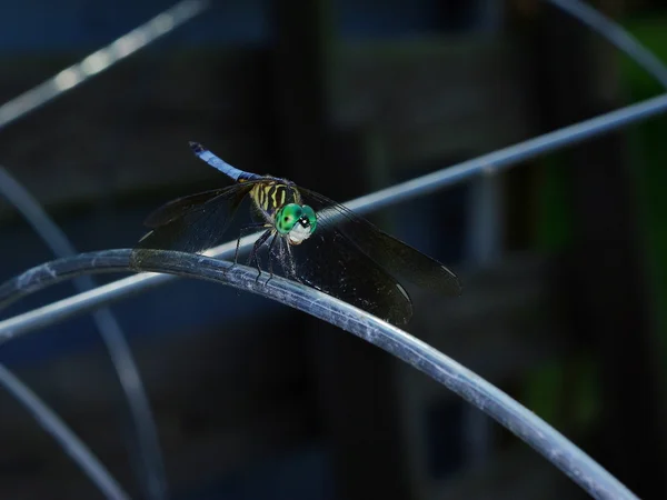 Güney georgia yusufçuk