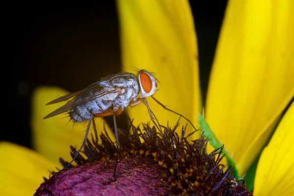 Mavi şişe sineği makro
