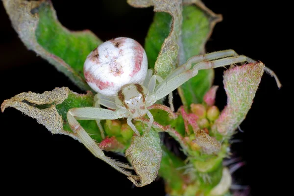 Crab Spider — Stock Photo, Image