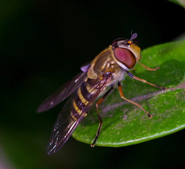 Hoverfly ve gölge — Stok fotoğraf