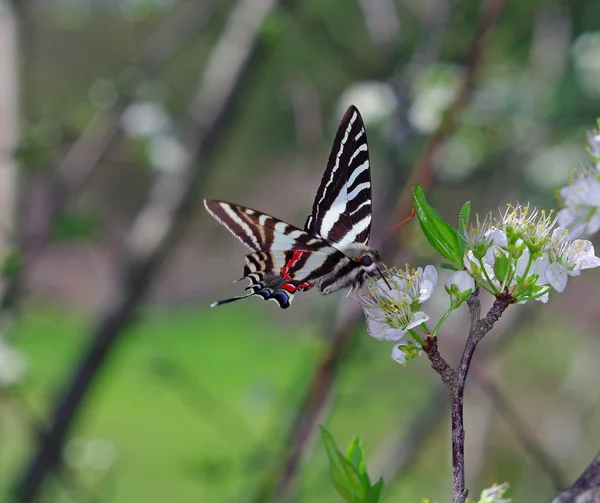 Zebra Swallowtail Butterfly Royalty Free Stock Photos