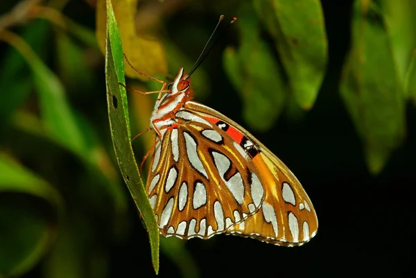 Gulf Fritillary Butterfly Side Profile — Stock Photo, Image