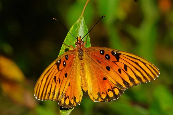 Gulf Fritillary Butterfly — Stock Photo, Image