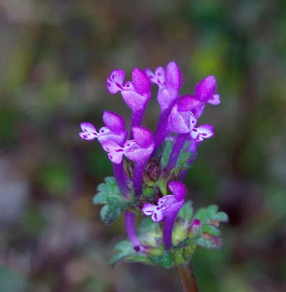 Henbit (Lamium Amplexicaule)