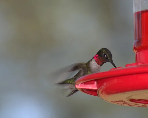 Ruby Throated Hummingbird Stock Image